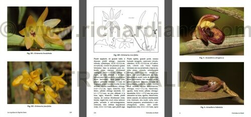 Scan du livre Orchides du Brsil