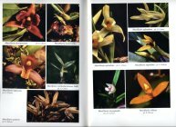 Scan du livre des orchides de Guyane