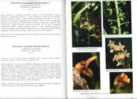 Scan du livre des orchides de Guyane