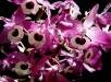 Dendrobium lituiflorum Lindley